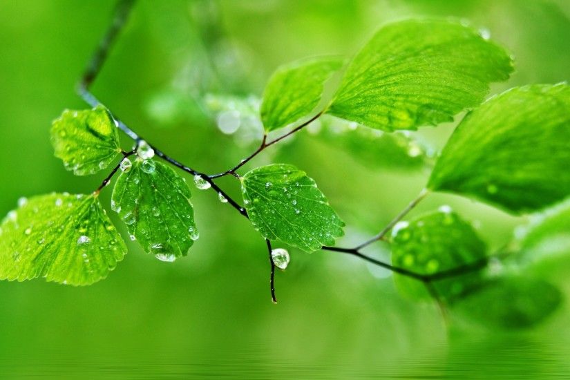 HD Green Leaf Nature Rain Drops Wallpapers