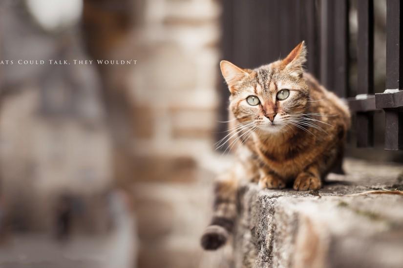 294 Views 139 Download Street Cat of India Photo