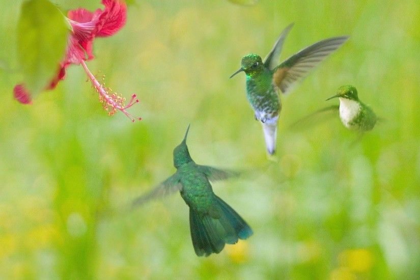 hummingbird wallpaper hd | HD Wallpaper Free Download