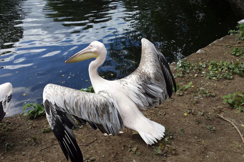 Pelican spreads its wings.