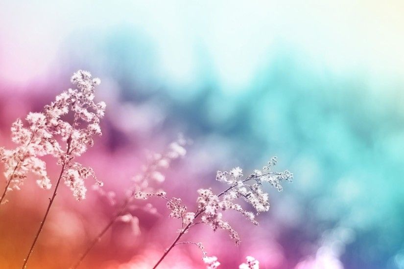 Beautiful Amazing Flower Water Drops HD Wallpaper Background .