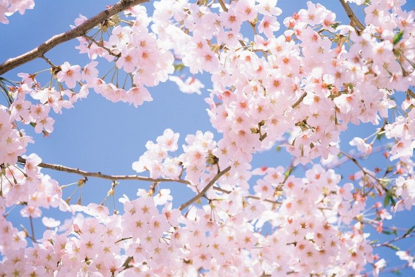 Cherry Blossom Desktop Wallpaper / Cherry Blossom Tree Wallpapers For Pc