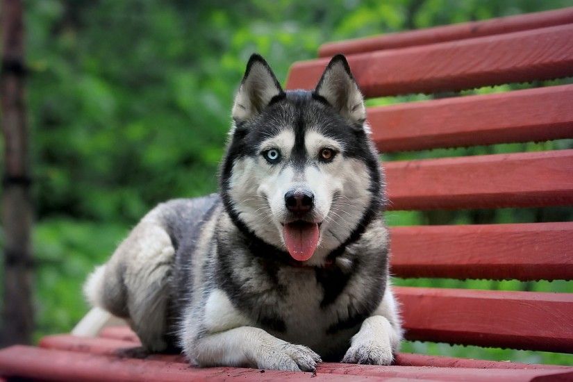 siberian husky dog bench