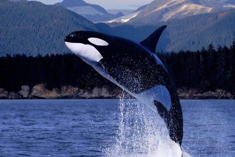 HD Killer Whale (orca) Wallpaper