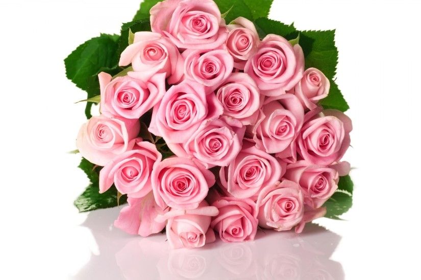 3840x2160 Wallpaper roses, flowers, pink, flower, green, white background,  shadow