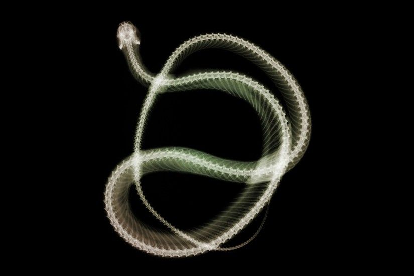 Animal - Snake X-Ray Photography Artistic Wallpaper