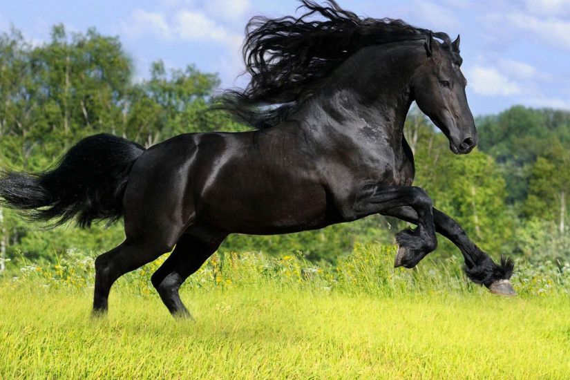 Running Black Horse Wallpaper HD