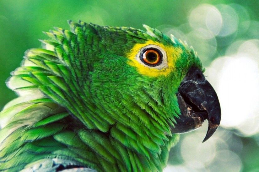 Beautiful Green Parrots Wallpapers HD