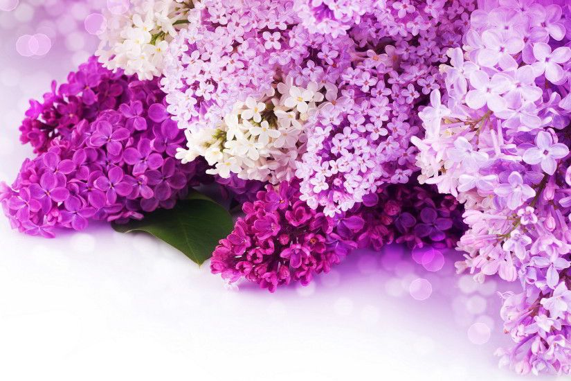 Purple Flower Wallpapers Desktop Background