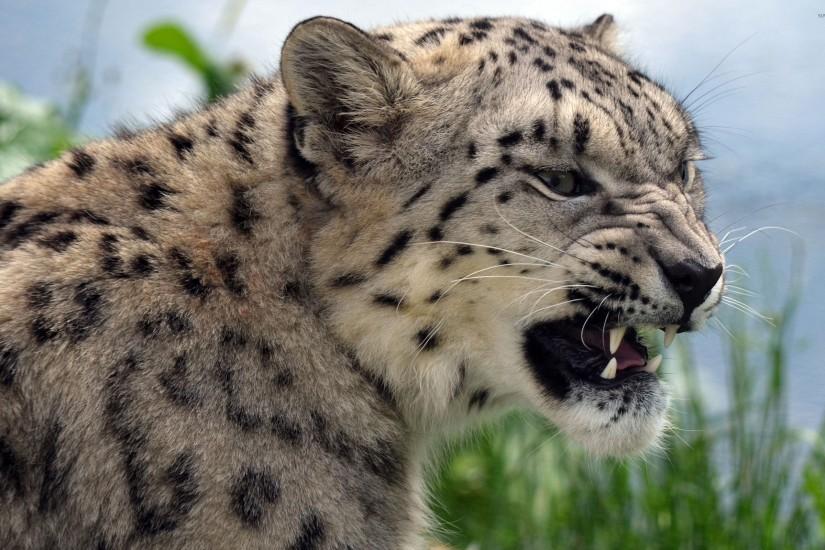 Angry snow leopard wallpaper