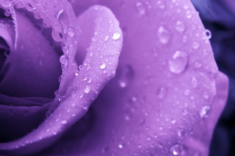 Flowers Droplets Wallpapers HD Pictures One HD Wallpaper Â· Rose  WallpaperWallpaper BackgroundsWallpapersPurple ...