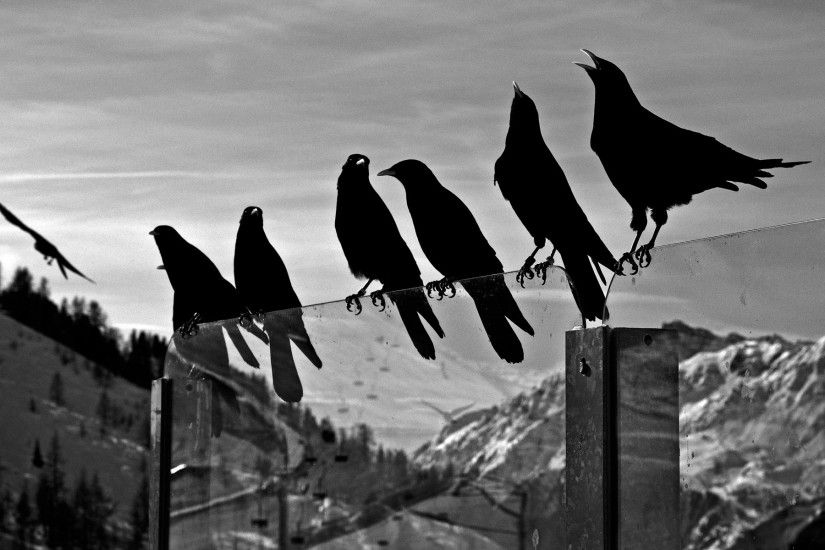 Bird Black And White Wallpaper Picture