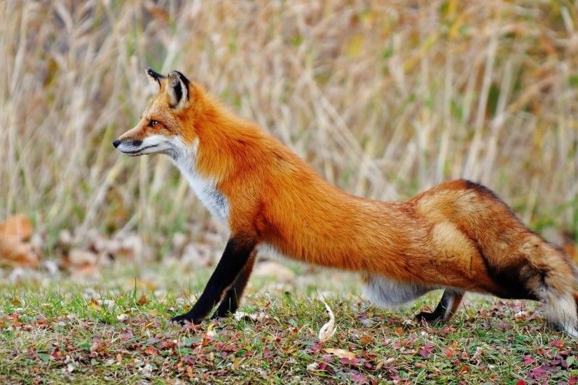 Wildlife-Foxes-Red-Animals-wallpaper-wp64010929