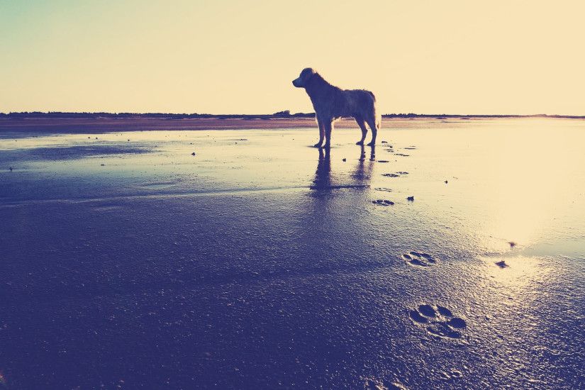 3840x2160 Wallpaper dog, beach, sand, footprints, sea