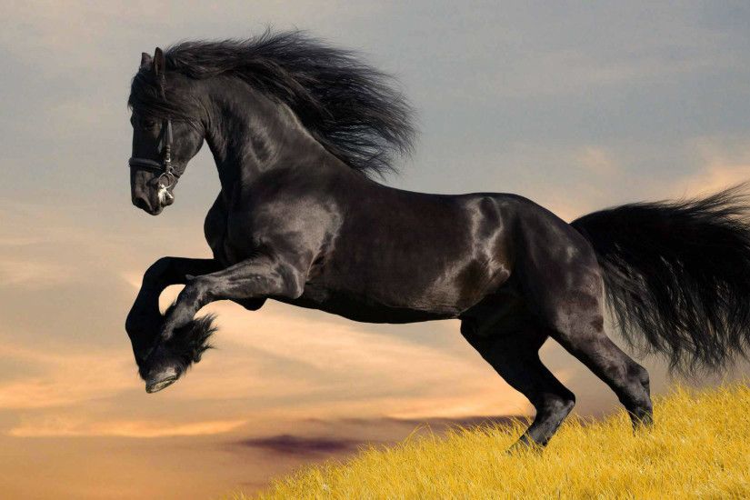 Black Horse Wallpaper Picture For Desktop