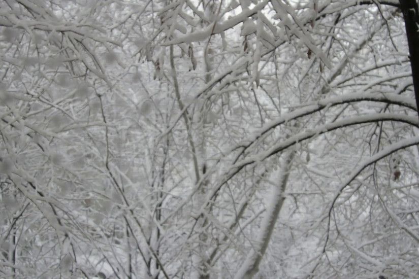 Trees Covered In Snow, Blizzard, Winter Background, Snow Storm Stock Video  Footage - VideoBlocks
