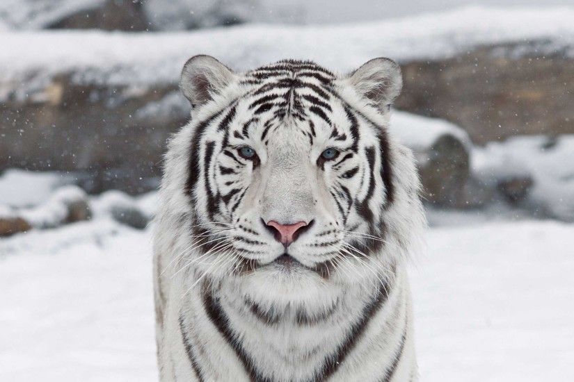 White Tiger Hd Photos