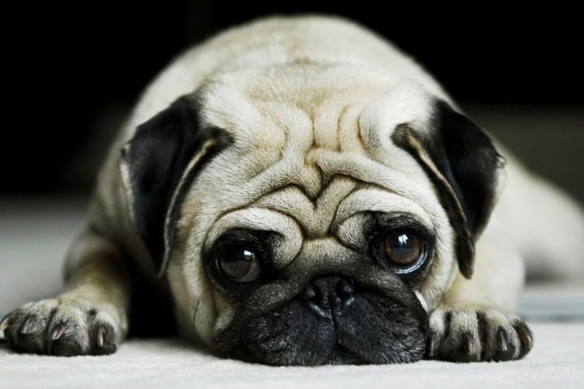 Images For > Cute Pug Wallpaper