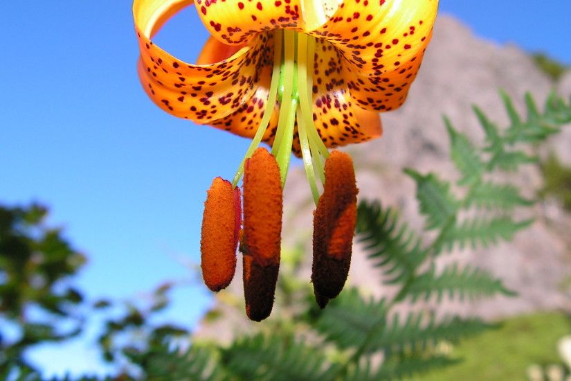 Exploding Tiger Lily
