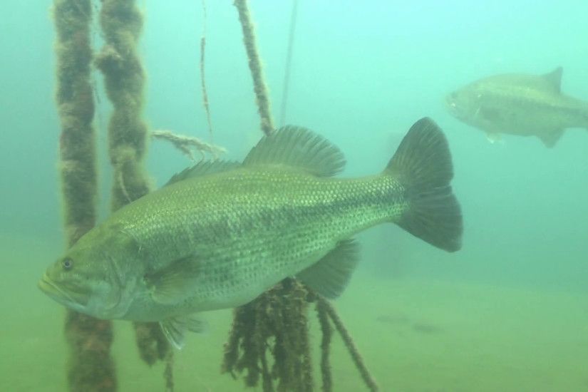 largemouth bass fish underwater in lake,Flock Stock Video Footage -  VideoBlocks