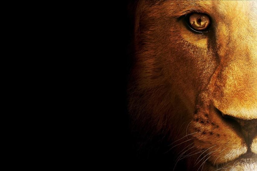 download free lion wallpaper 1920x1200 picture