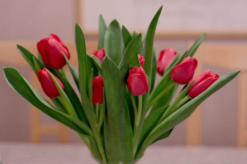 red tulips red tulips wallpaper