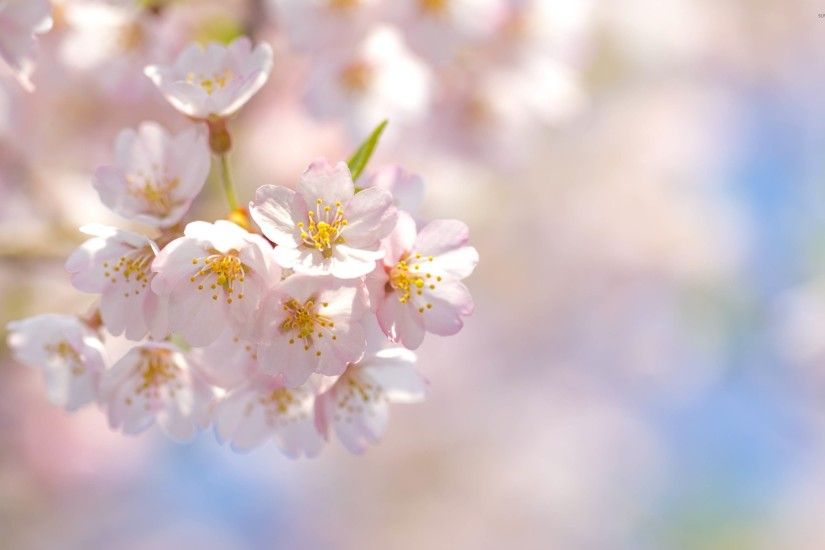 Pale pink cherry blossoms wallpaper 2560x1600 jpg