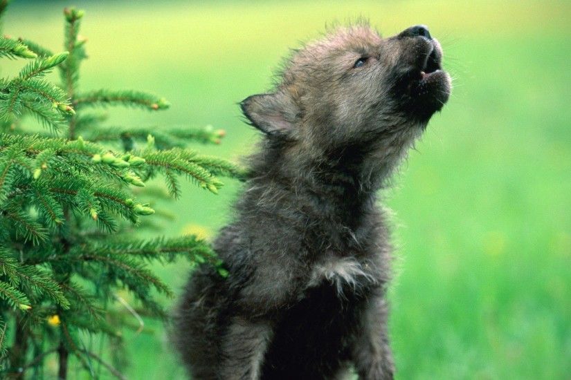 wolf baby animal background