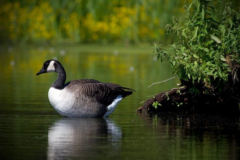 Goose bird swim in the lake HD wallpapers | HD Wallpapers .