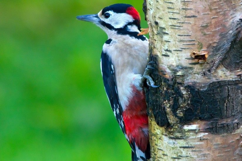 2560x1440 Wallpaper woodpecker, bird, tree