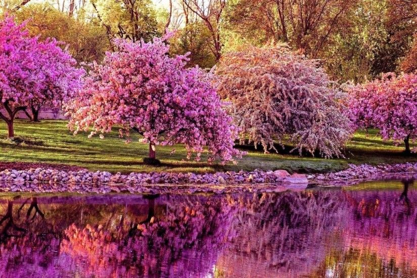 Trees cherry spring pond reflection[1920x1080] Need #iPhone #6S #Plus # Wallpaper/ #Background for #IPhone6SPlus? Follow iPhone 6S Plus  3Wallpapers/…