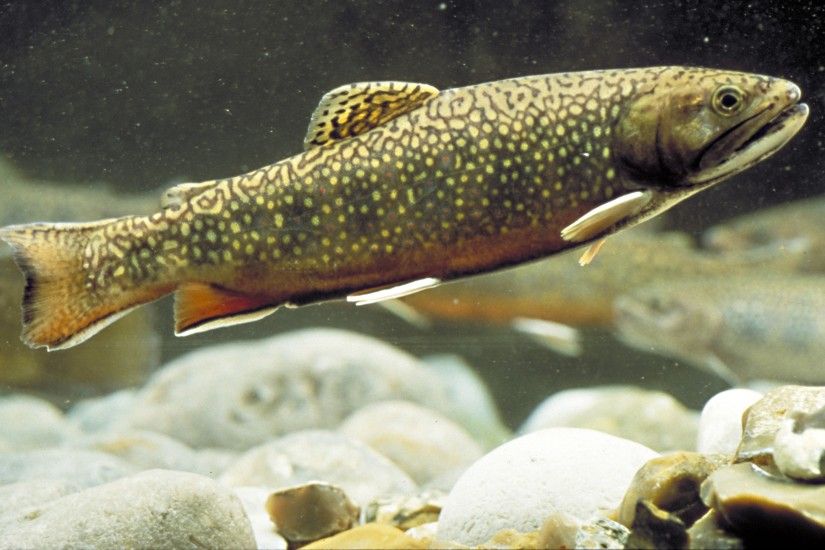 Trout near the bottom photo