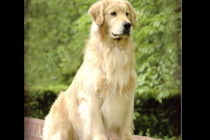 Beautiful Adult Golden Retriever Dog Green Background