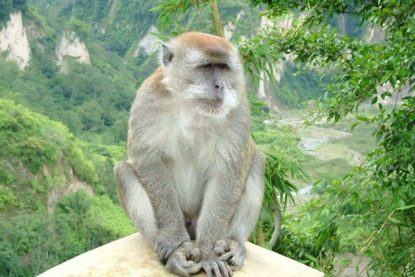 monkey wallpapers full hd hd 4k high definition windows 10 colourful images  backgrounds download wallpaper free 1920Ã1200 Wallpaper HD