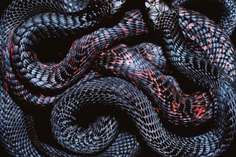 Slither Snake wallpaper - 711207