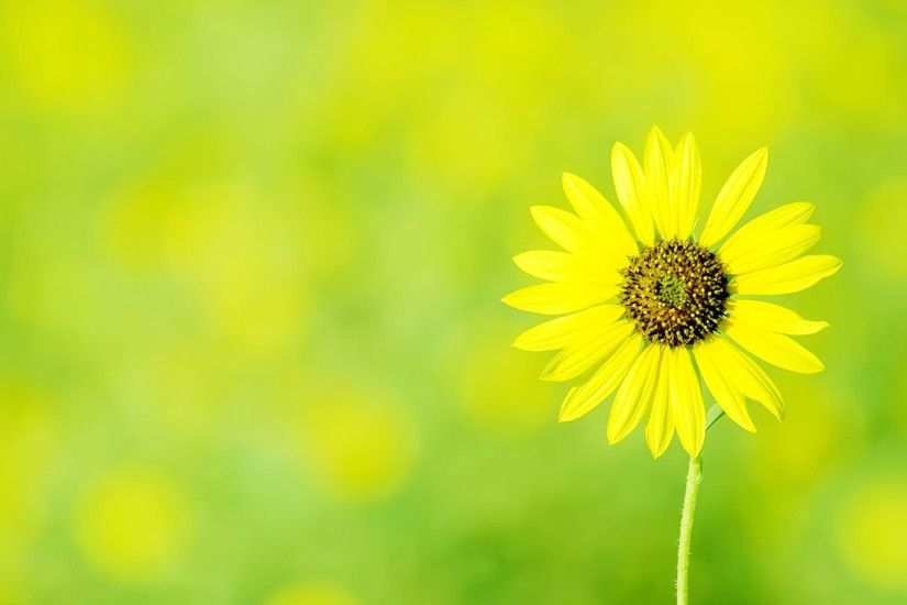 Free Yellow Flowers Wallpapers / Backgrounds TechTBH 2560Ã1440 Yellow Sunflower  Wallpapers (36 Wallpapers