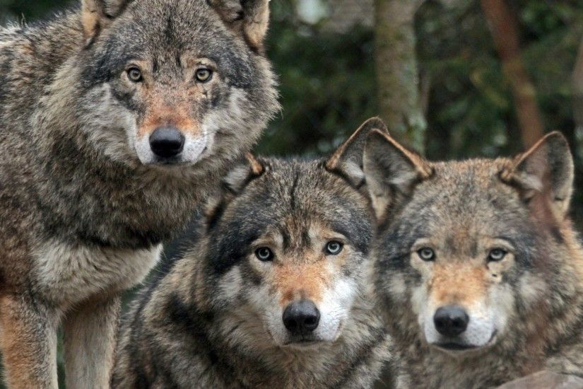 Wolf Tag - Wolves Wolf Animals Animal Wallpaper Vector for HD 16:9 High  Definition
