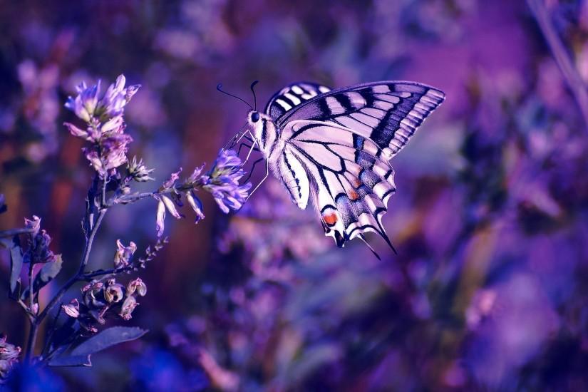 lavender background 1920x1200 download