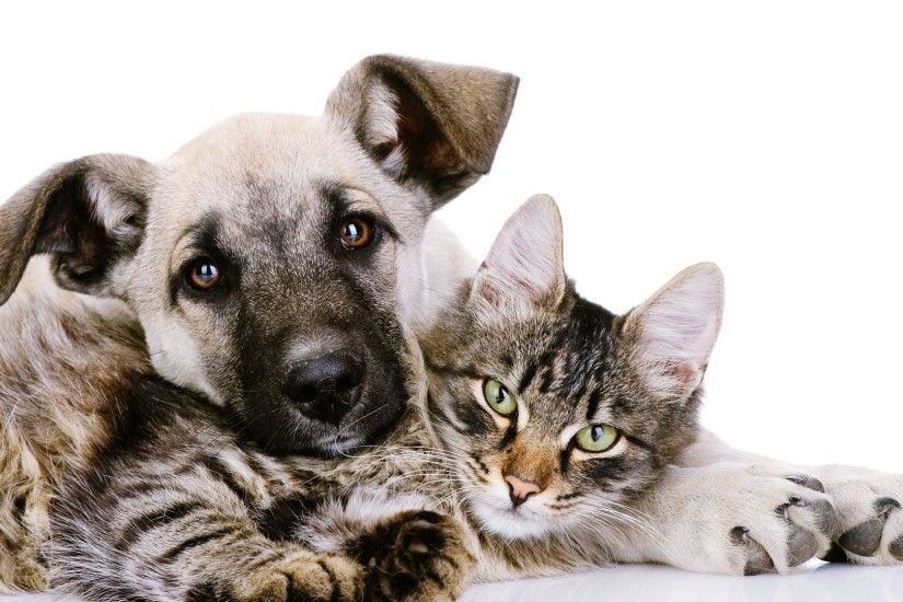 Cat And Dog wallpapers