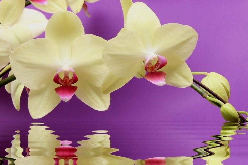 4. orchid-wallpaper-HD4-600x338