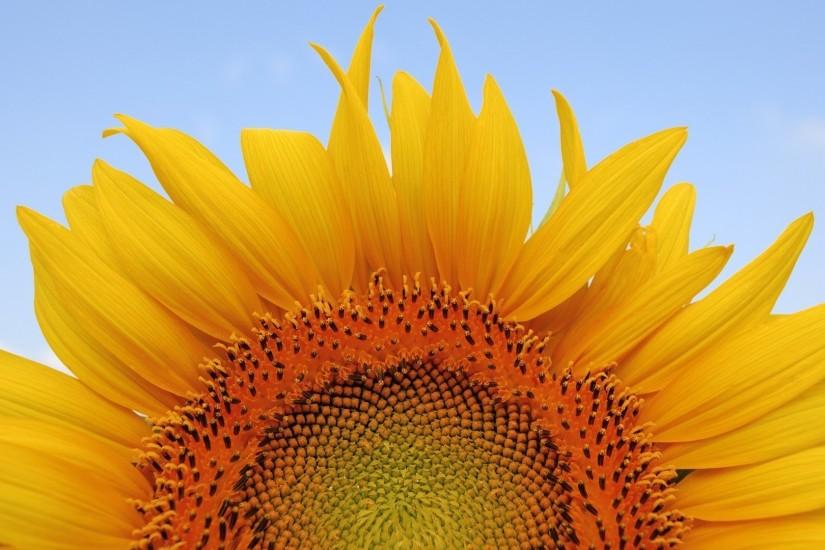 download sunflower background 1920x1080 for iphone