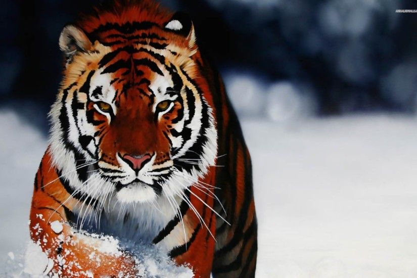 tiger hd wallpaper 0271