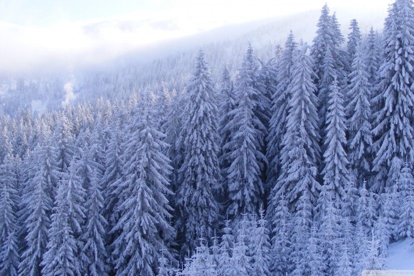 Snowy Forest Wallpaper - WallpaperSafari
