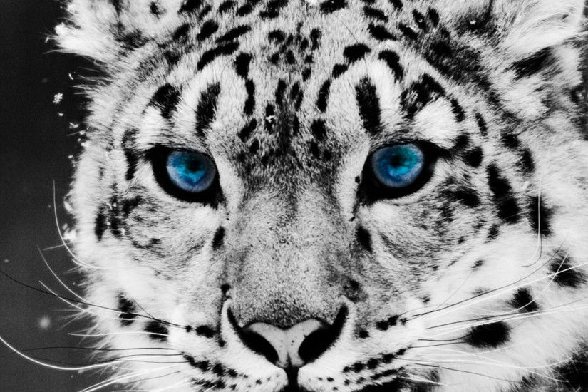 Preview wallpaper snow leopard, face, big cat, predator 2048x2048