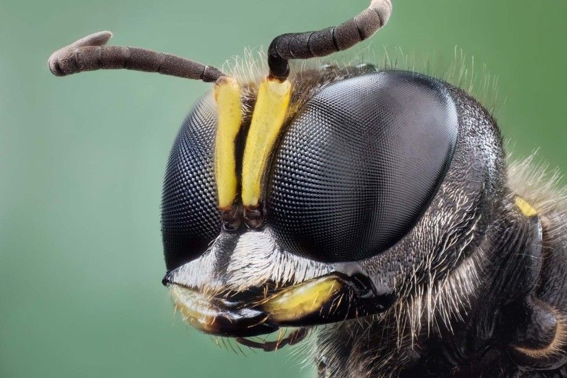 Amazing Bee Head Wallpaper | HD Animals and Birds Wallpaper Free Download  ...