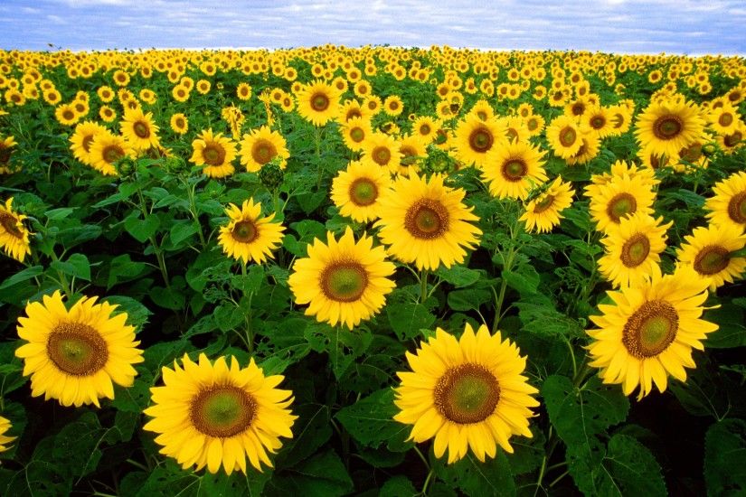 212 Sunflower Wallpapers | Sunflower Backgrounds Page 3