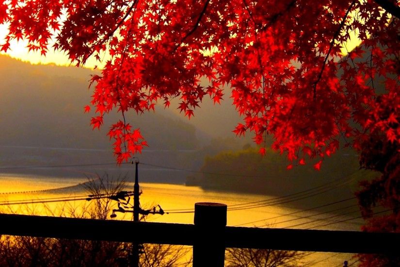 ... Nature Red Color Hd Wallpaper 12 Autumn Leaves With Red Color Full  Screen Wallpaper ...