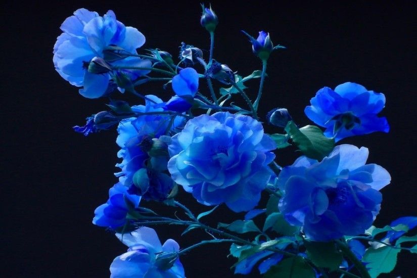 1920x1080 Wallpaper rose, buds, garden, blue, black background