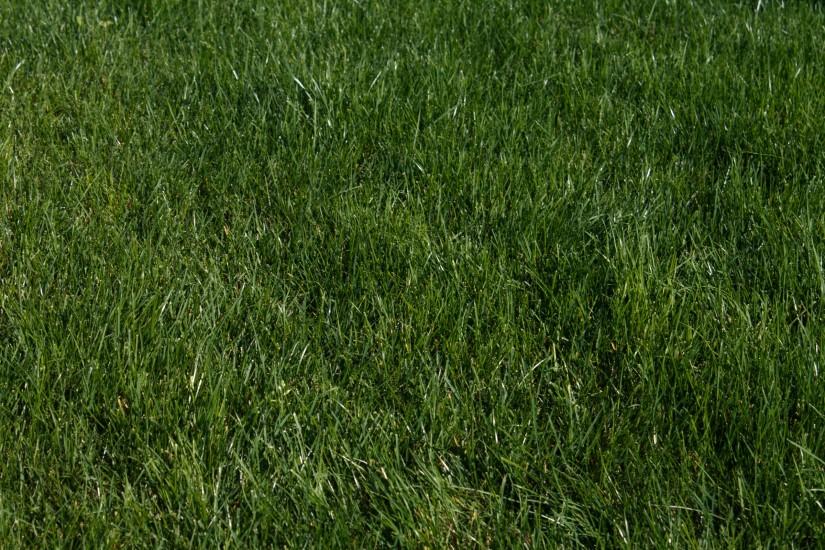 download free grass background 2560x1600 for android 40