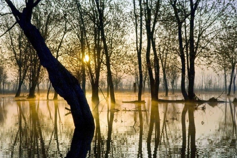 Weeping Willow Wallpapers - Wallpaper Cave